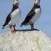 puffin_atlantic_msi_v_2501_can1869.jpg